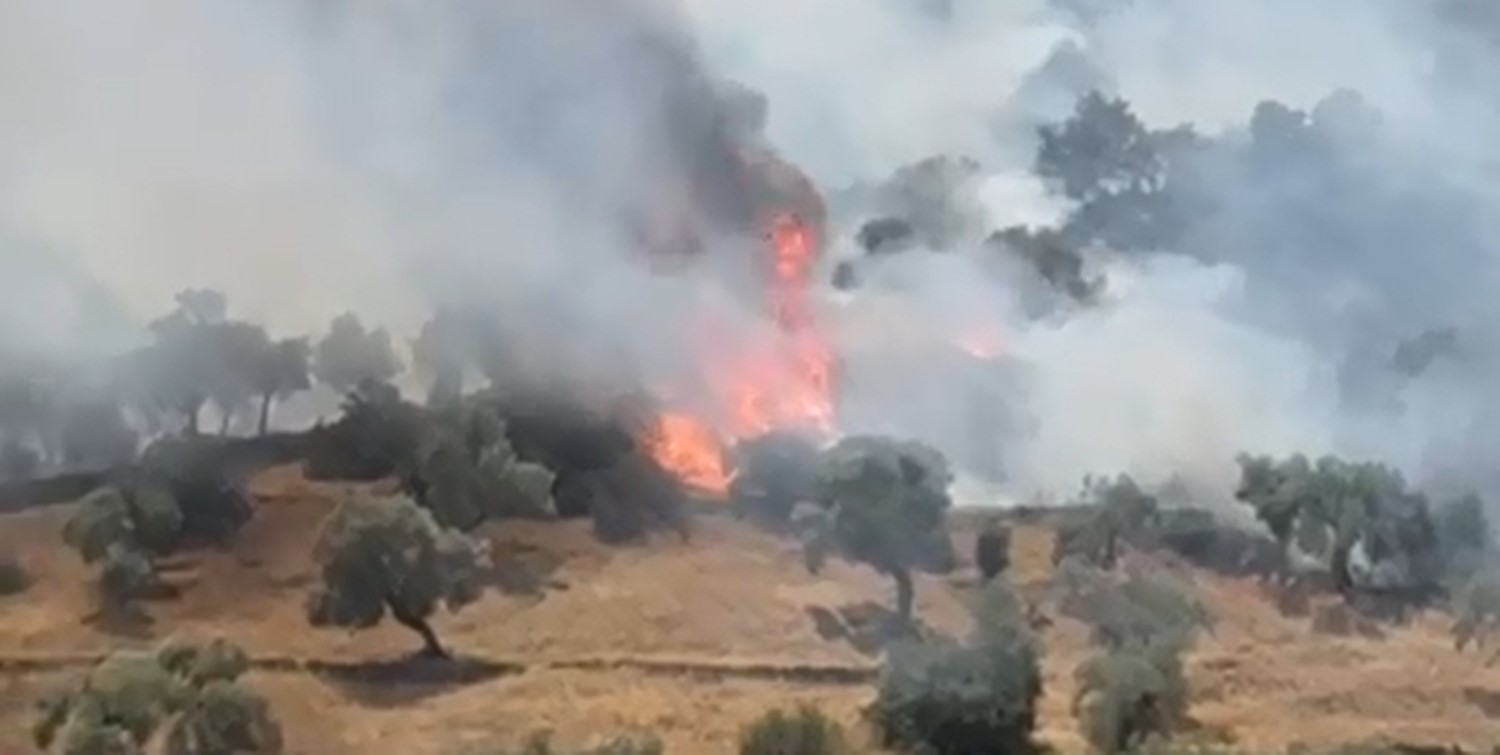 Aydın Çine'de Zeytinlik Alanında Yangın