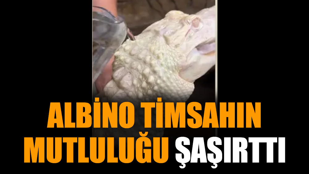 Albino timsahın mutluluğu şaşırttı