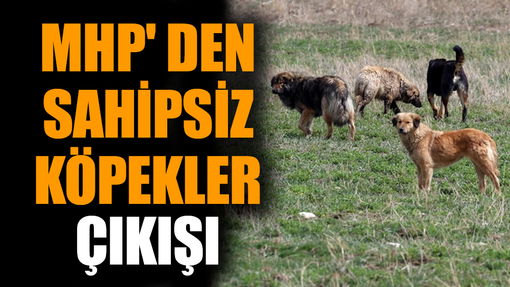 MHP' den sahipsiz köpekler çıkışı