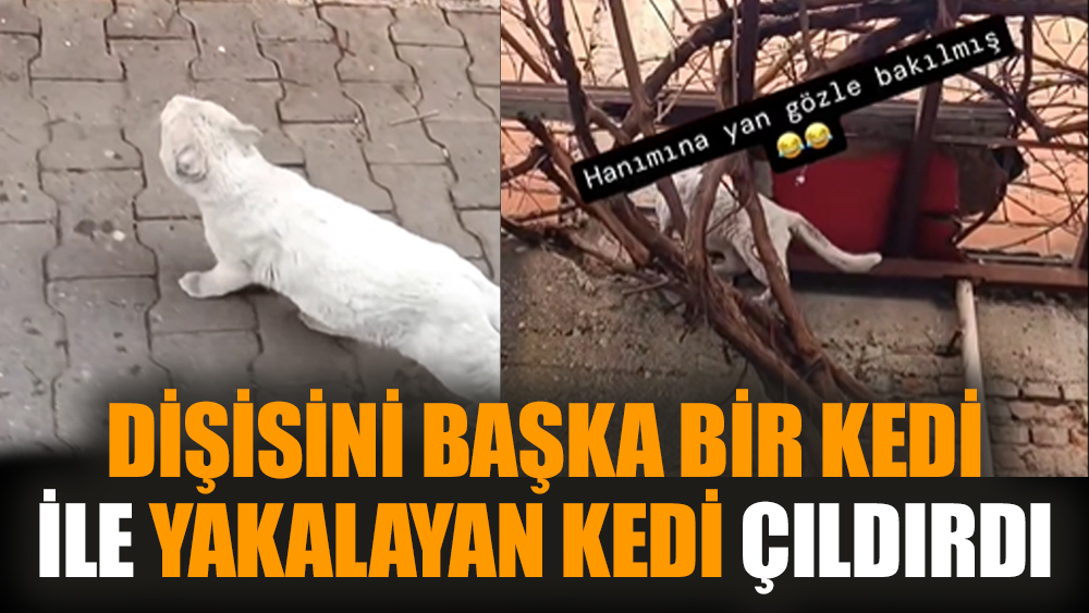Dişisini başka bir kedi ile yakalayan kedi çıldırdı