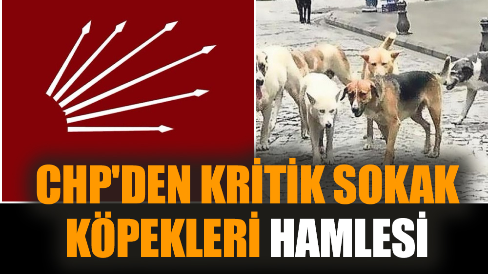 CHP'den kritik sokak köpekleri hamlesi