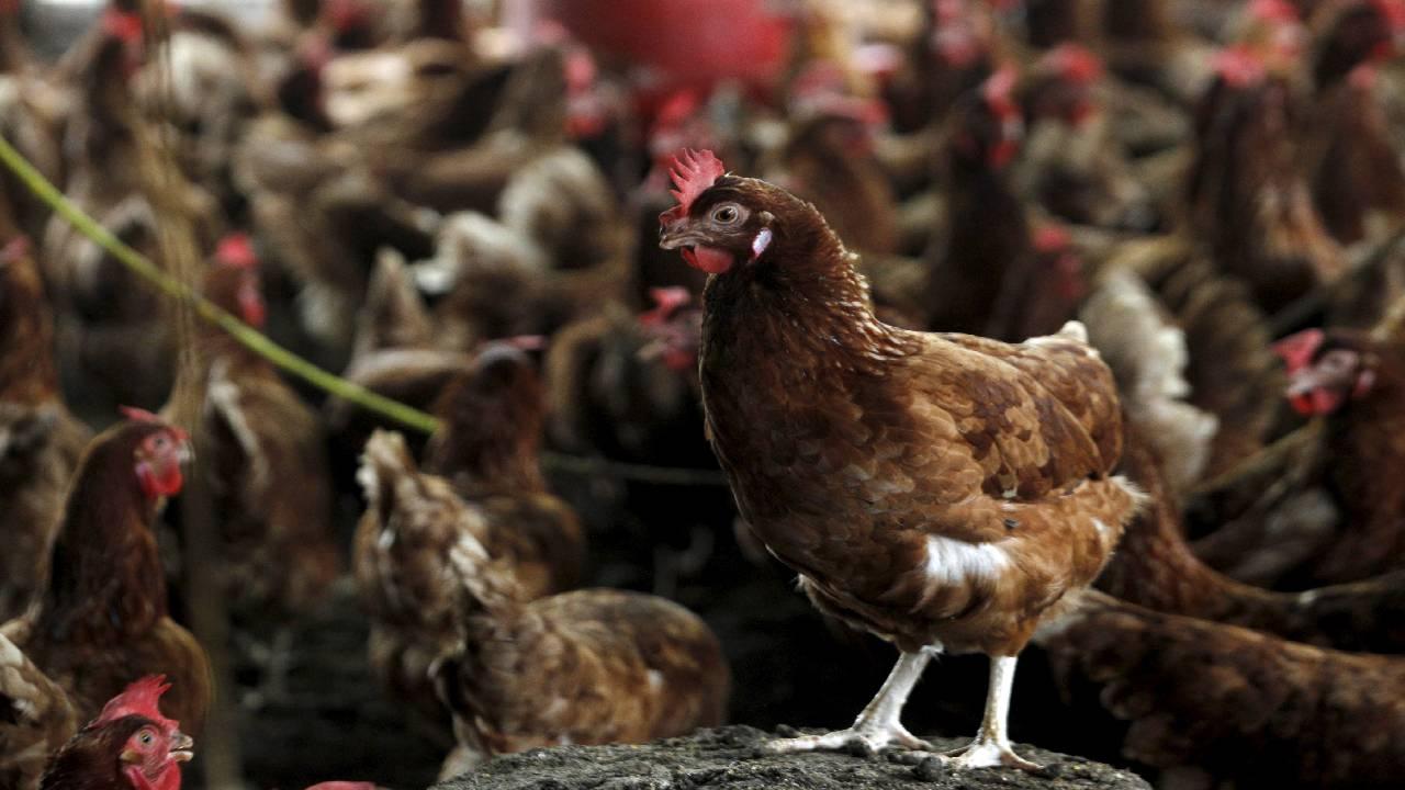 Avrupa'da kuş gribi alarmı! Hızla yayılıyor