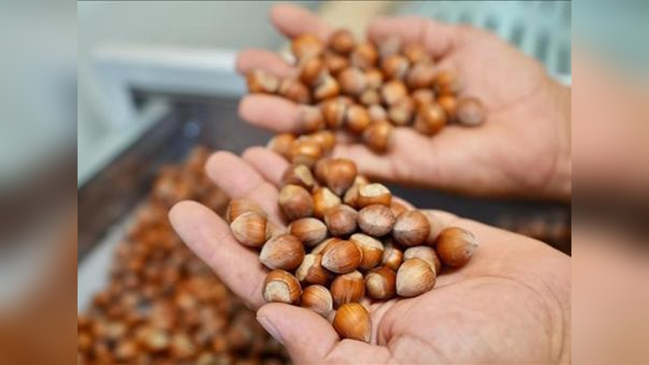 Fındık ihracatında rekor gelir: 811 milyon dolar