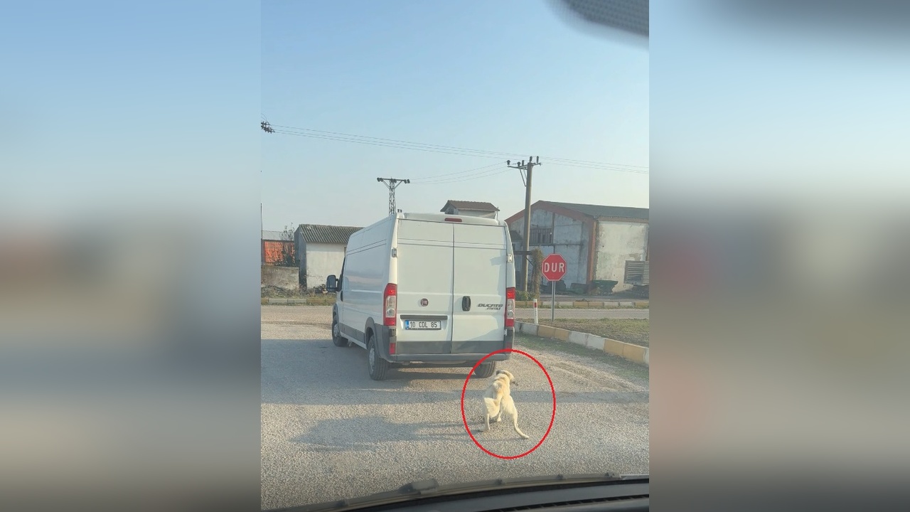 Minibüs köpeği iple çekti, görüntüler şok etti