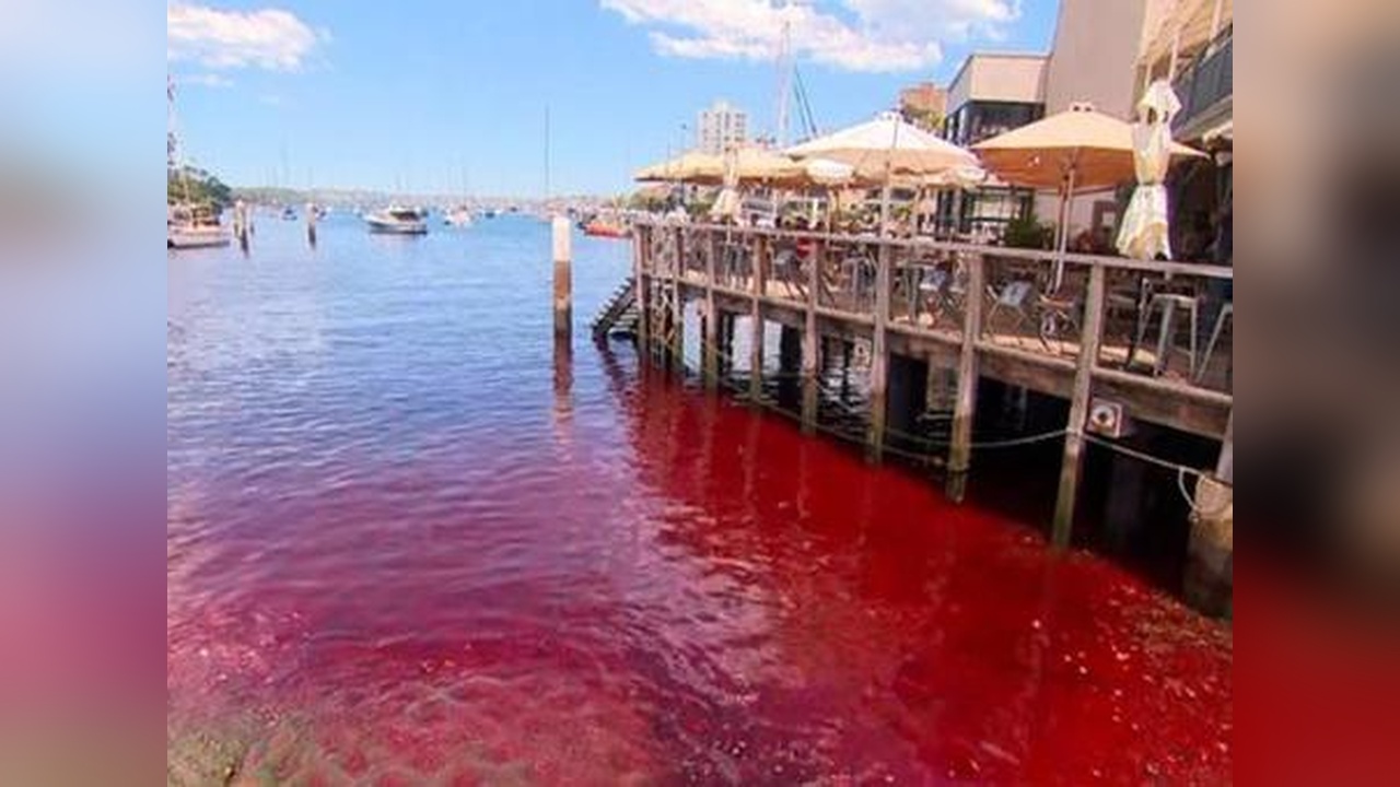 Kırmızı deniz tartışma yarattı: Sydney'de gizemli akıntı