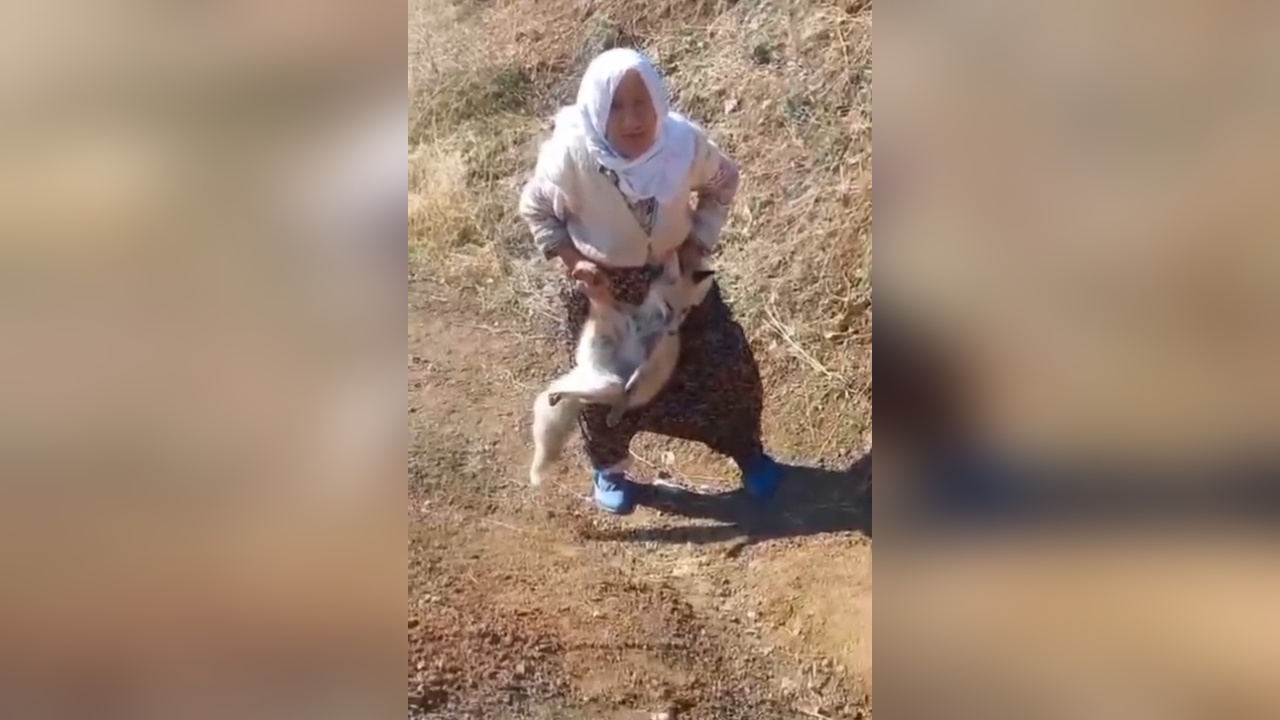 Tilki, tavukları çalarken yakalandı