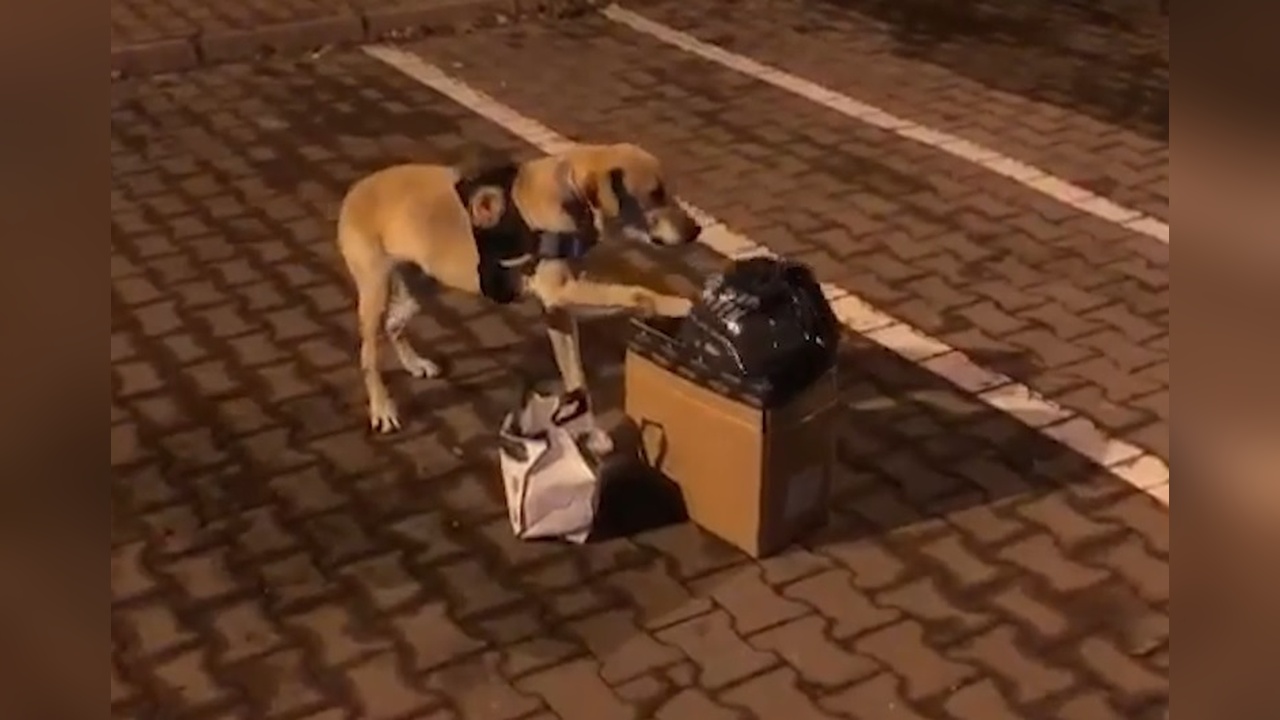 Narkotik Köpeği Jack, Salça Bidonunda Uyuşturucu Ele Geçirdi