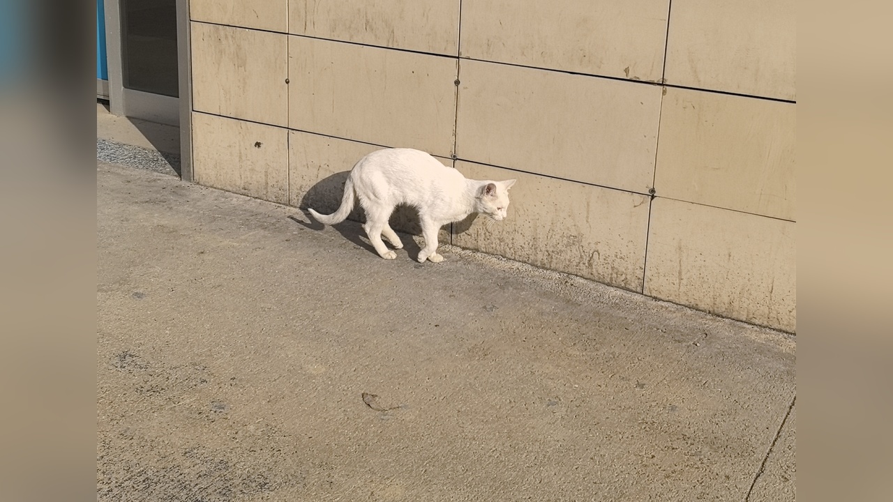 Acil Serviste Şaşırtan Kedi Vakası