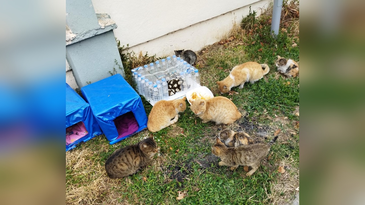 Atık Malzemelerden Kedi Evi: Engelliler ve Gönüllü Öğrenciler Bir Araya Geldi