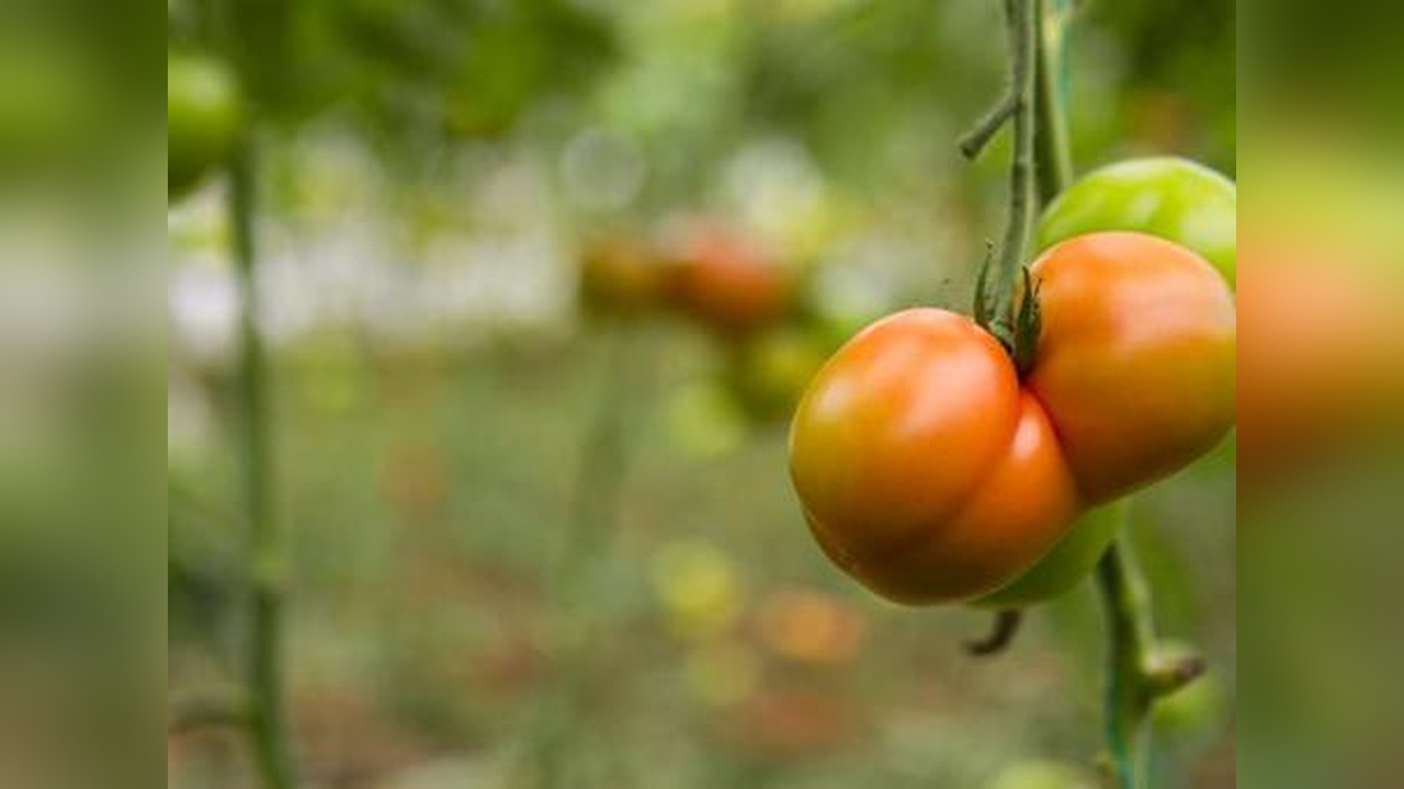 Serada 20 TL olan ürün markette 55 TL'ye satılıyor