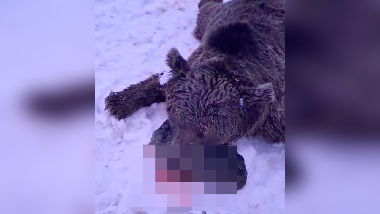 Saldırgan Ayı Vuruldu: Bir Canlı Hayatını Kaybetti