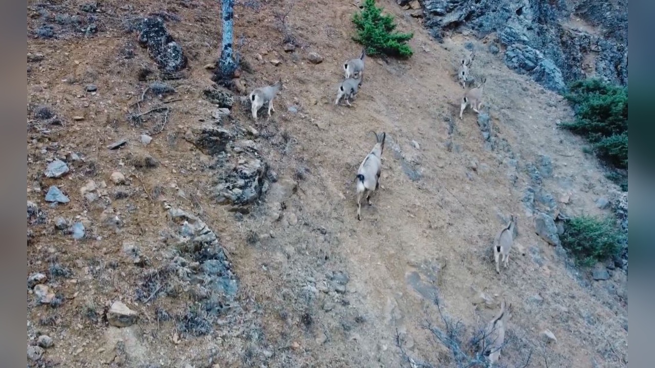 Yaban Keçilerini Avlayanlara Dronla Suçüstü