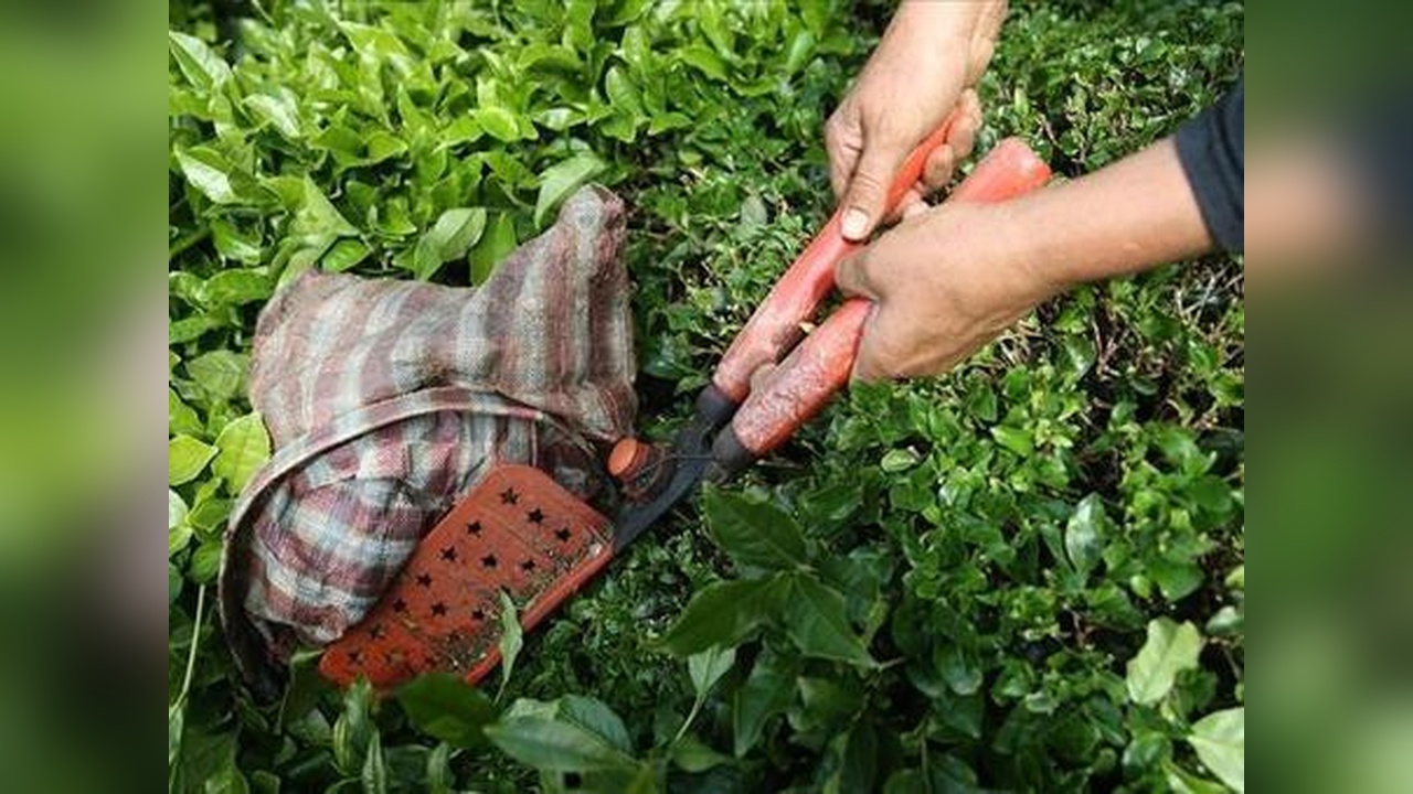 Türk Çayı İhracatından 22,2 Milyon Dolarlık Kazanç