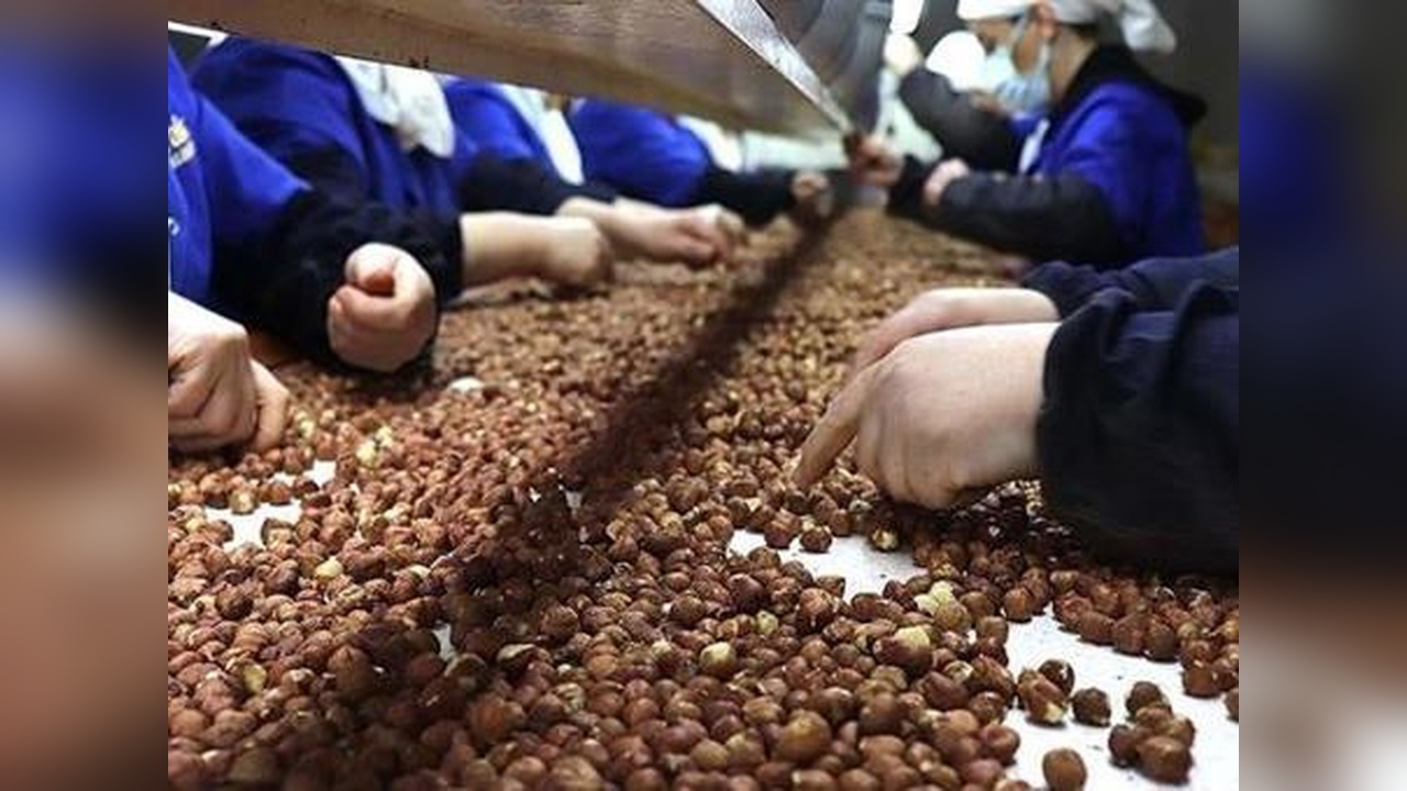 Fındık İhracatında Rekor Gelir: 2,3 Milyar Dolar