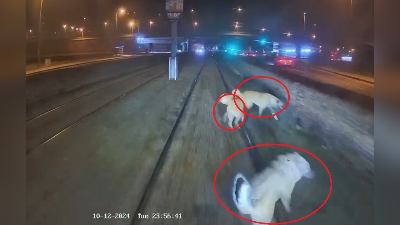 Raylara Zincirle Bağlı Köpek, Vatmanın Dikkatiyle Kurtarıldı