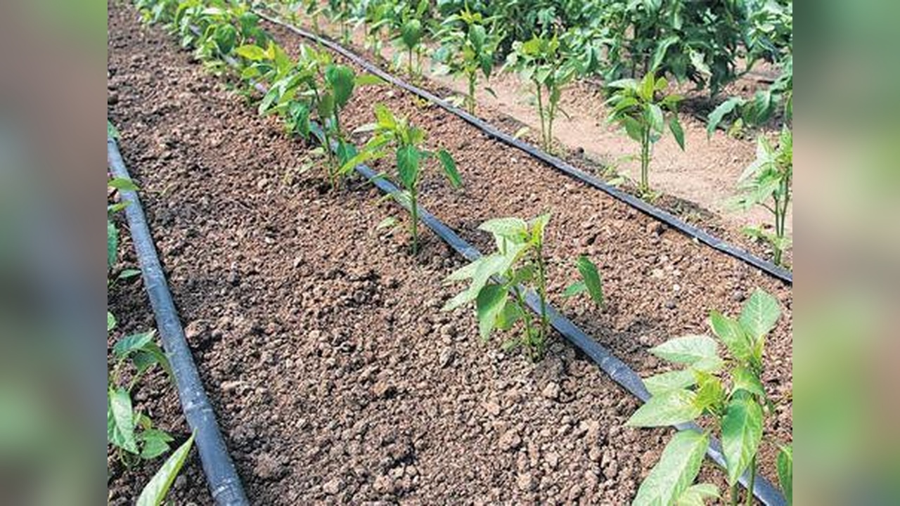 Tarımda İklim Değişikliğiyle Mücadele Yöntemleri Geliştiriliyor