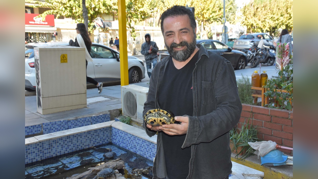 İzmir'de fotoğrafçı, 500 kaplumbağayı havuzda besliyor