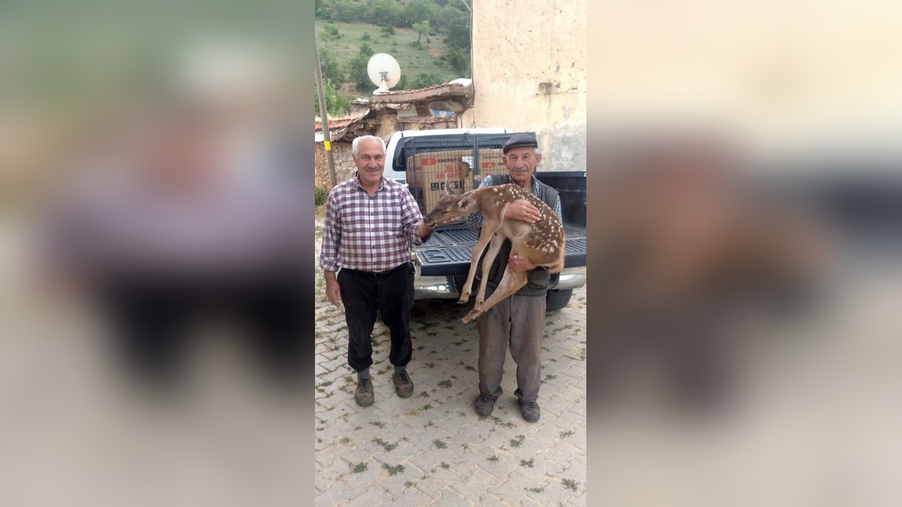 Kızılgeyik yavrusu koruma altına alındı