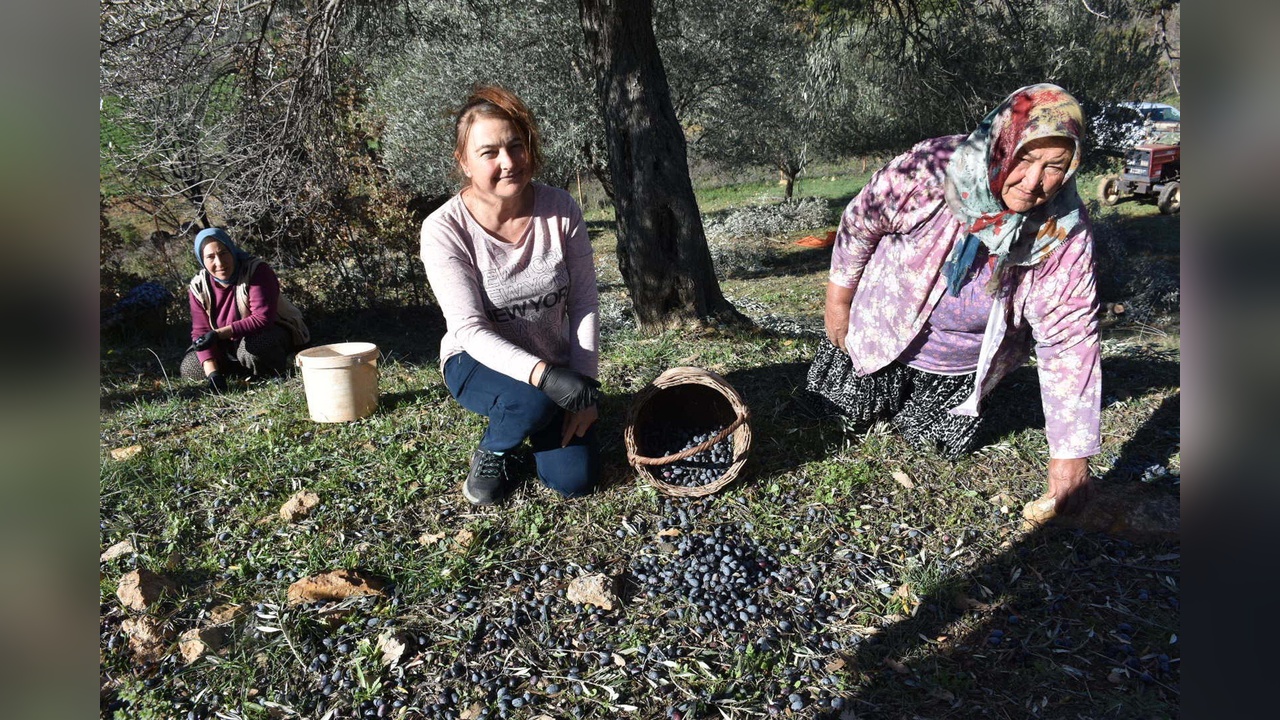 Asırlık Zeytin Ağaçlarında Hasat Başladı