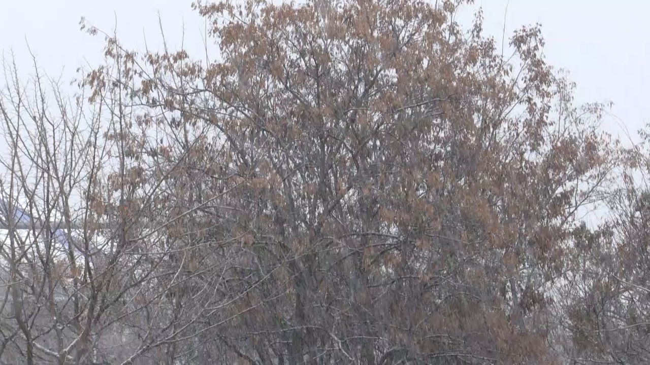 Elazığ'da Yoğun Kar Yağışı Etkili Oldu
