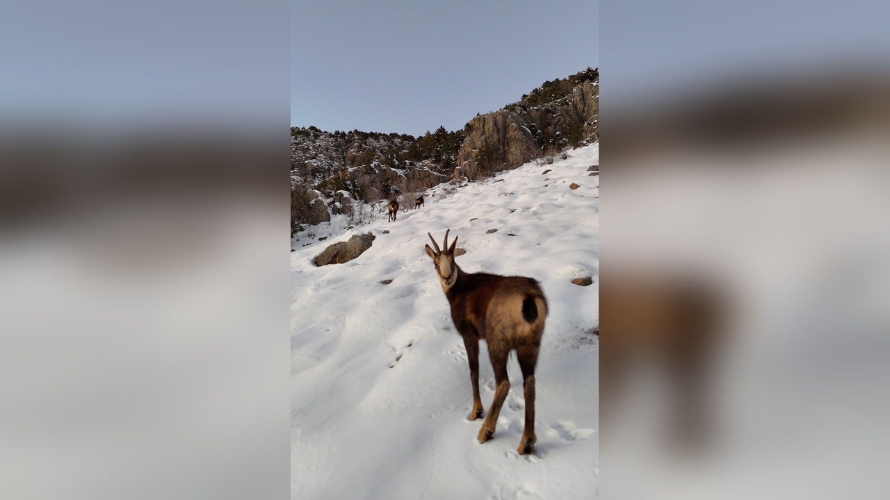 Munzur Dağları'nda Çengel Boynuzlu Dağ Keçileri Tespit Edildi