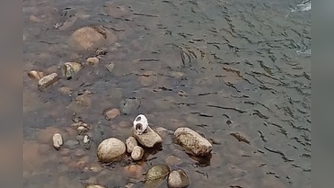 Balıkçı, derede mahsur kalan kediyi kepçe ile kurtardı