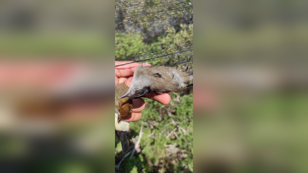 Kaçak Avlanan Karabaşlı Ötleğenler Restoranlarda Tüketiliyor