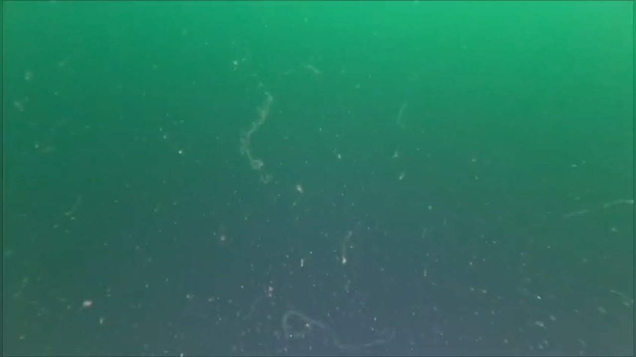 Marmara Denizi'nde Müsilaj Sorunu Gündemde