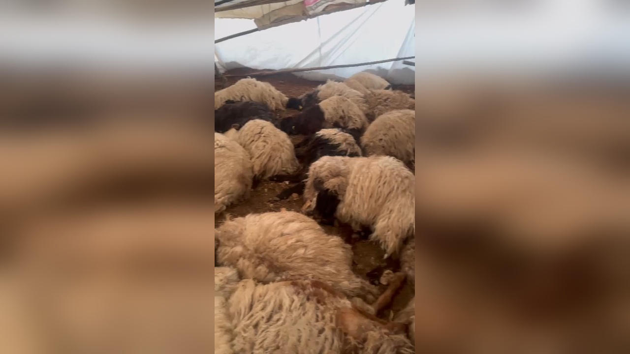 Hava Yetersizliği Nedeniyle 150 Koyun Telef Oldu