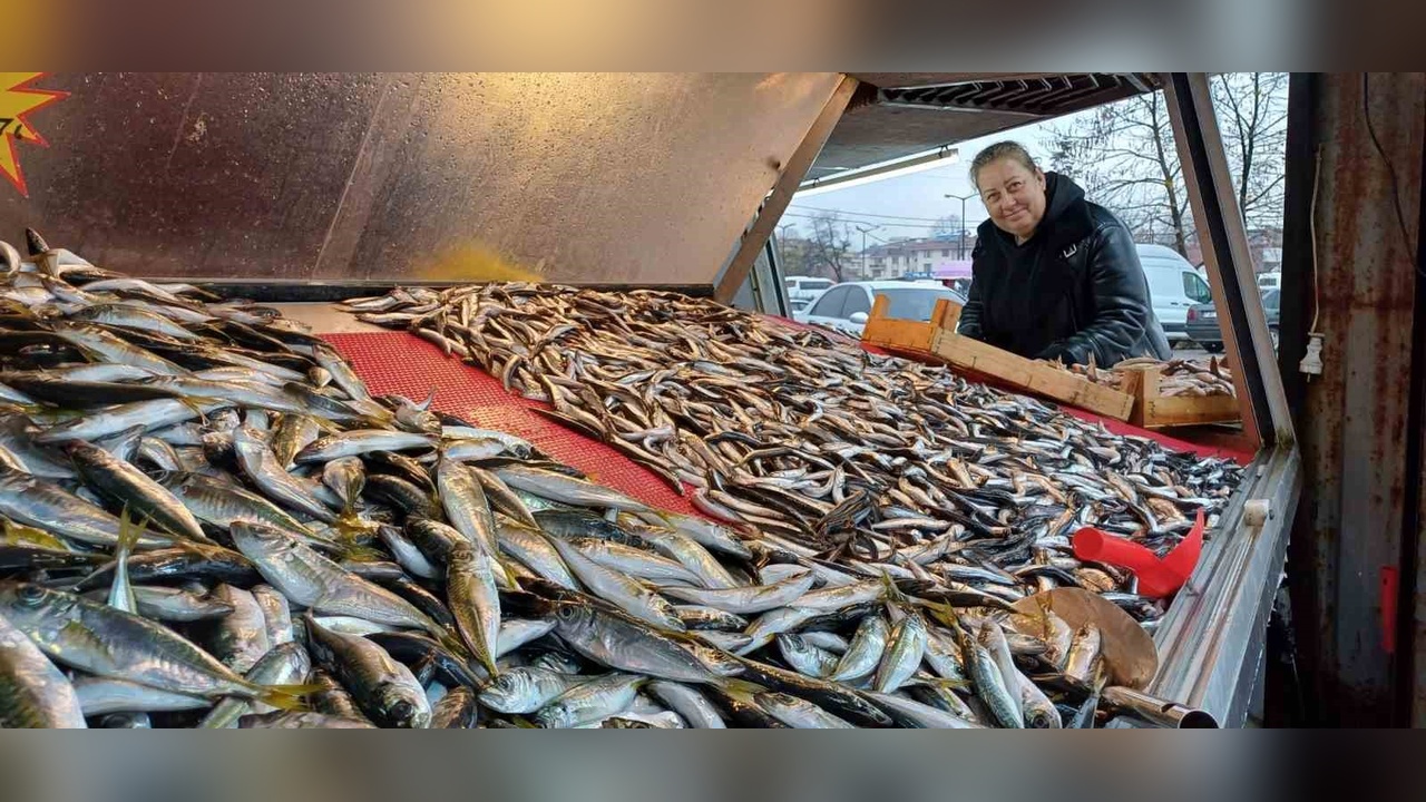 İstavrit, Hamsinin Yerini Aldı