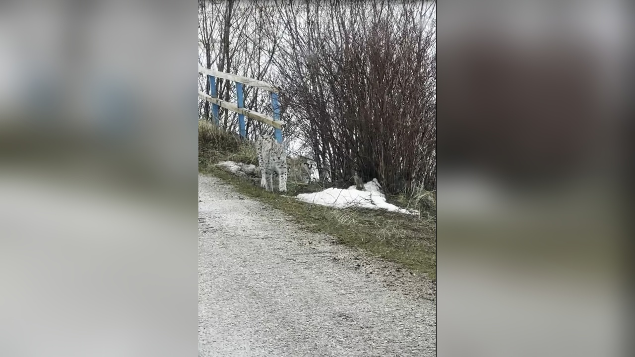 Vahşi Doğanın Gözlemi: Vaşakların Kış Macerası