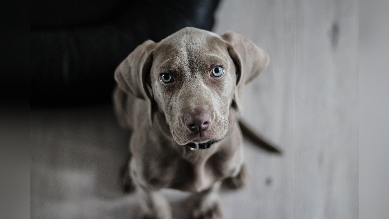 Köpek Mamalarında Salmonella Tehlikesi: Geri Çağırma Başlatıldı
