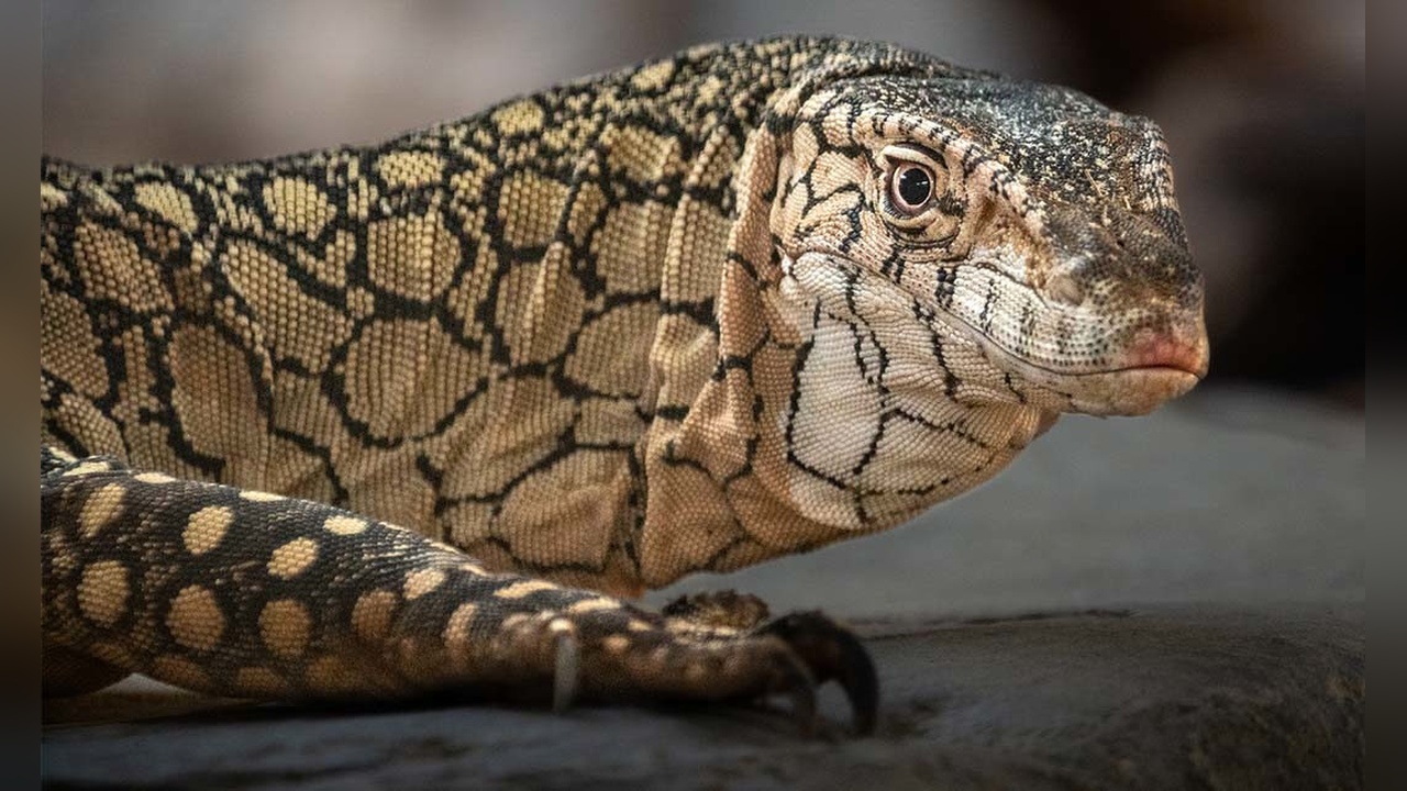 Perentie Kertenkelelerinin İlk Yavruları Dünyaya Geldi
