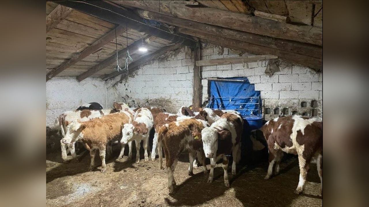 Büyükbaş Dolandırıcılığında 4 Kişi Gözaltına Alındı
