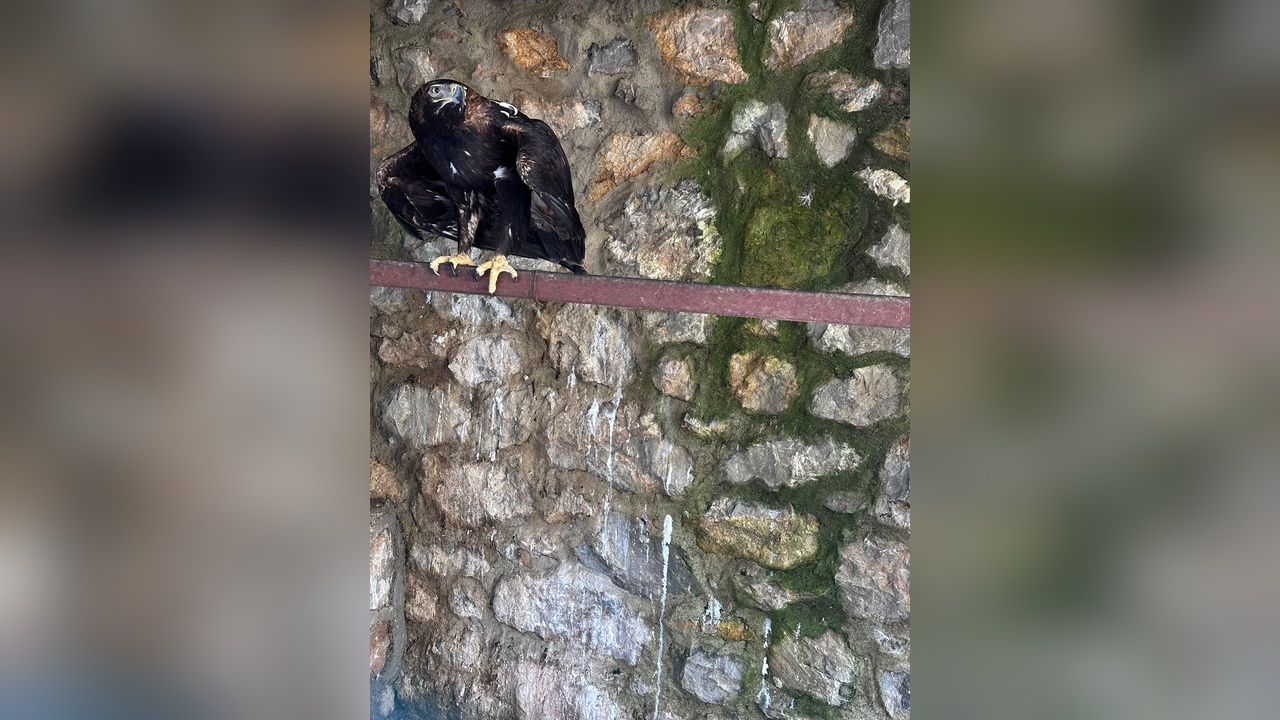 Vila Operasyonunda Yasa Dışı Hayvanlar Ele Geçirildi
