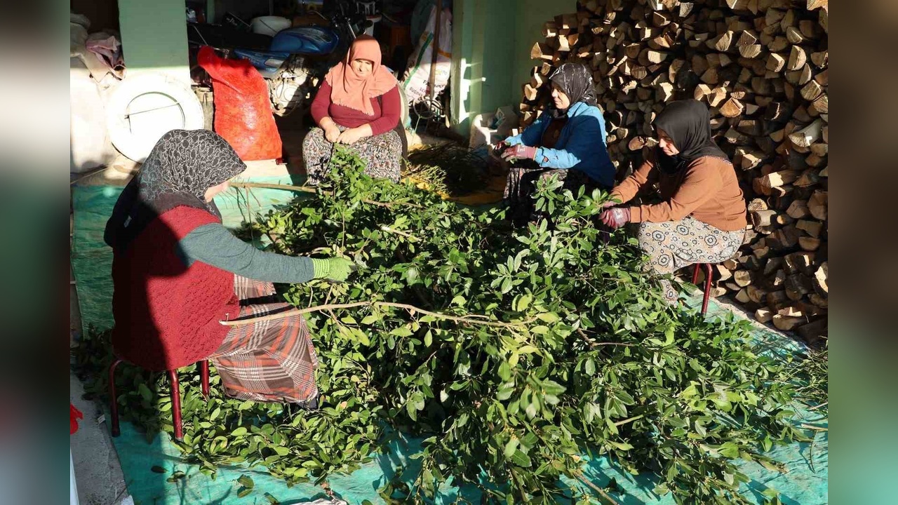 Kırsalda Defne Yaprağı İle Ekonomik Canlanma