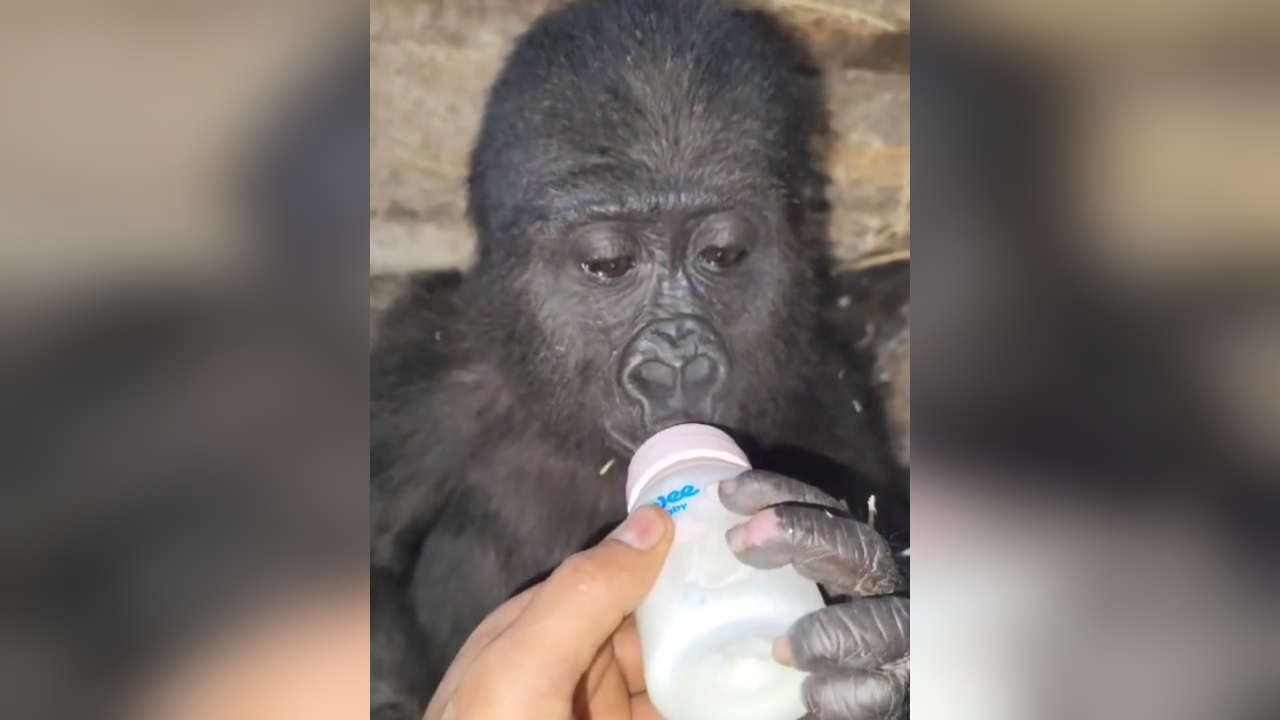 Havalimanında Goril Yavrusu Ele Geçirildi