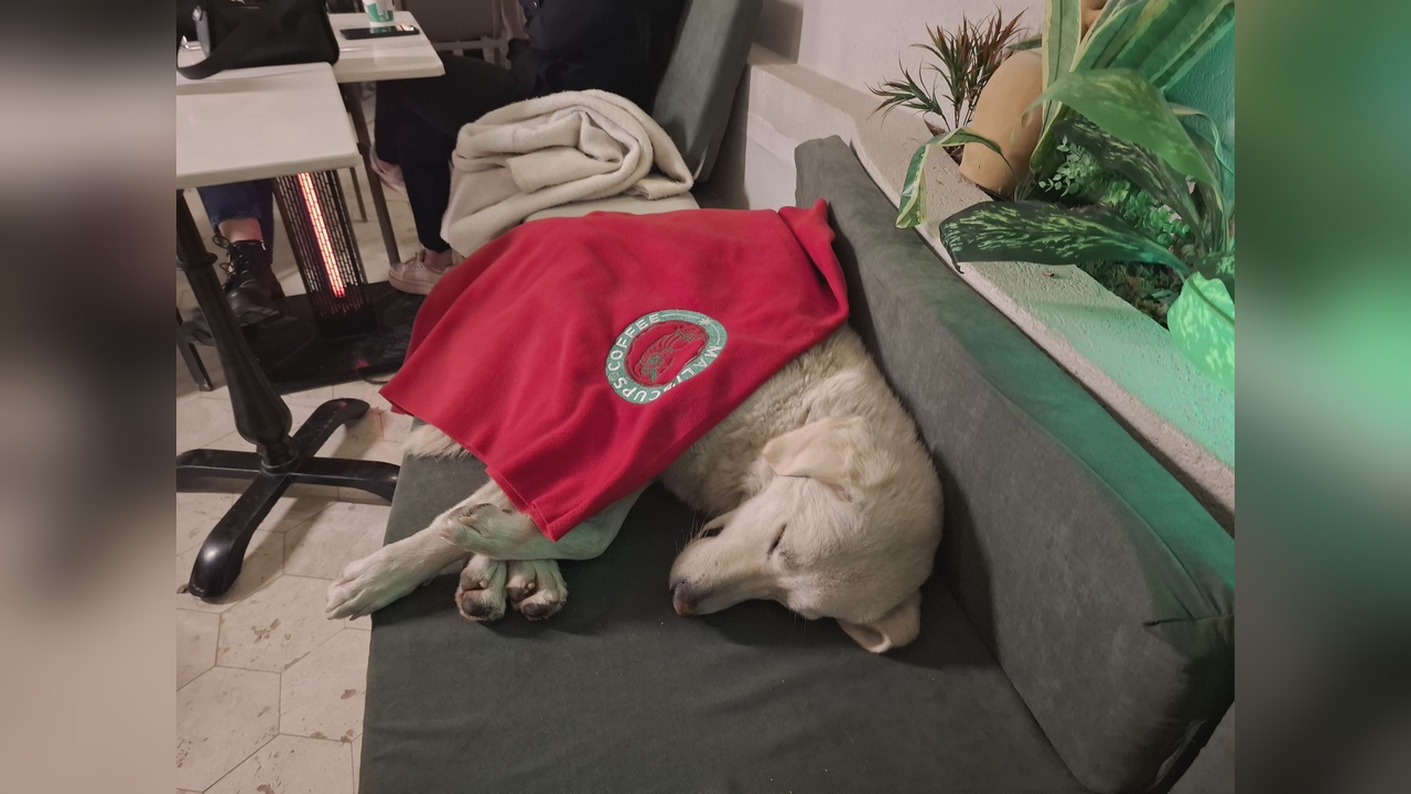 Kafe Çalışanlarından Yağmura Rağmen Köpeğe Destek