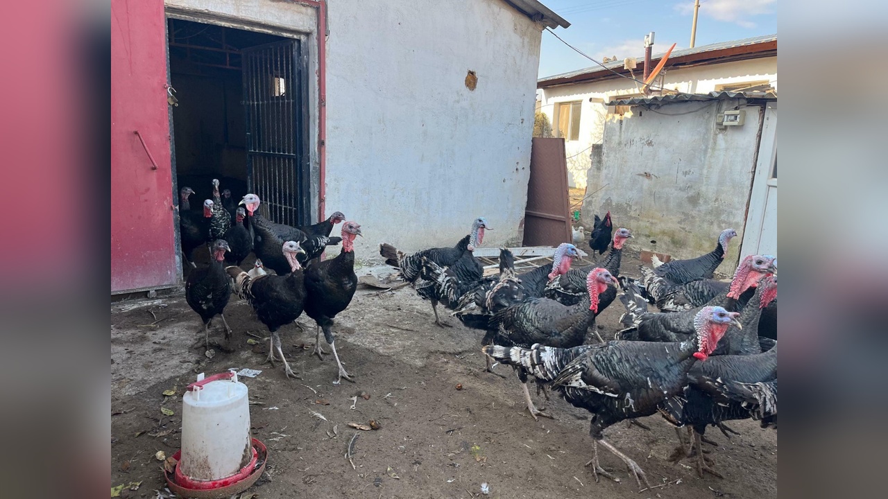 Yılbaşı Öncesi Hindi Satışlarında Artış Yaşanıyor