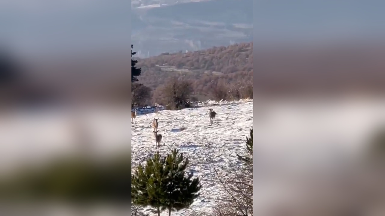 Karacalar Yaylaya İndi