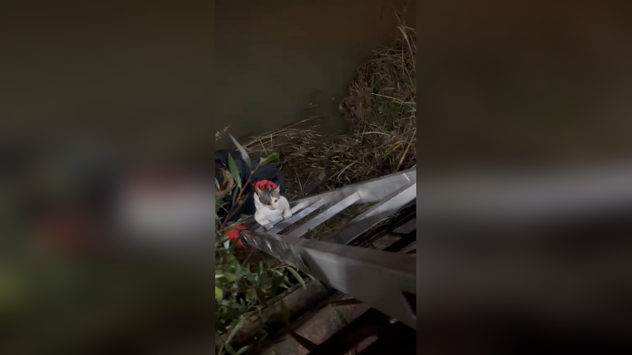 İtfaiye, Çaya Düşen Kediyi Üçüncü Kez Kurtardı