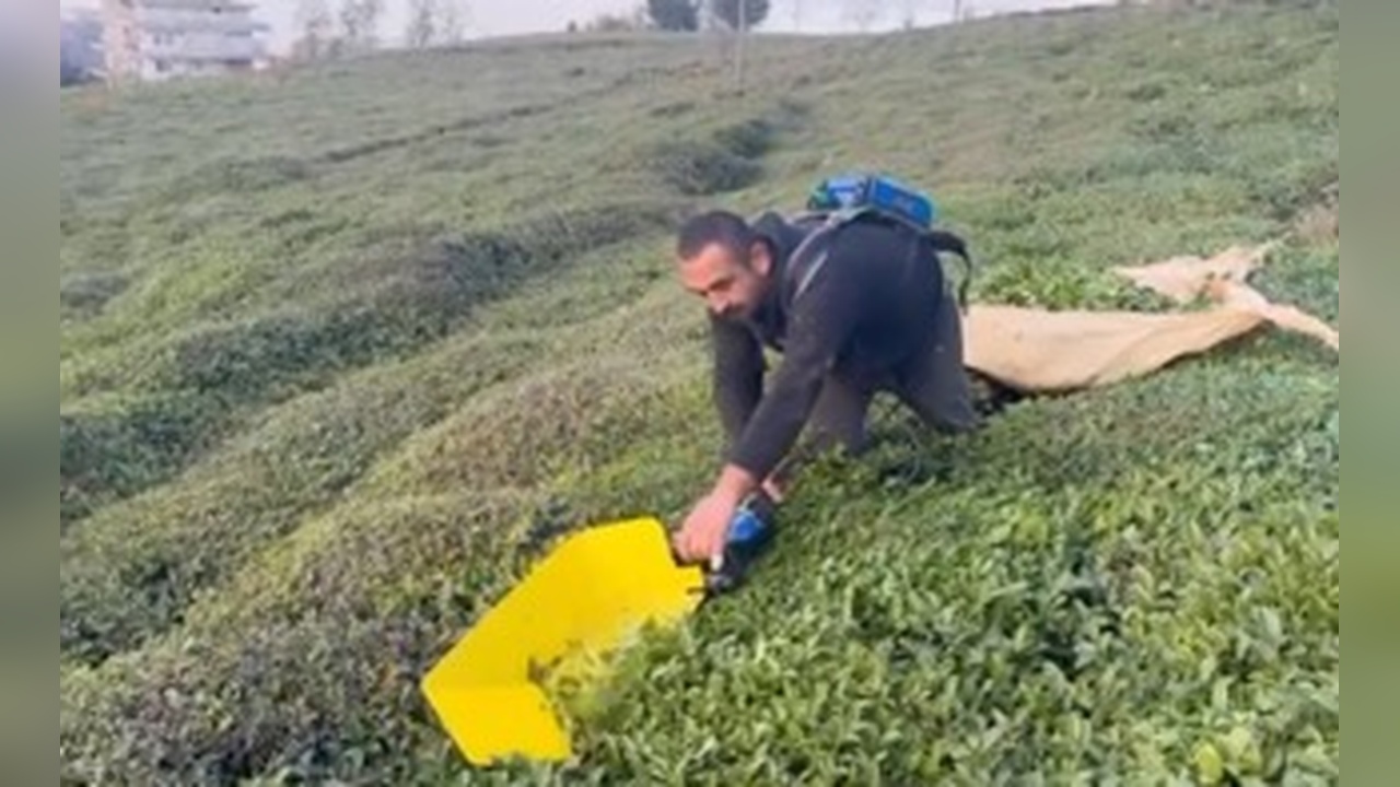 Çay Hasadında Sıradışı Durum: Kar Yağmış Gibi Görünüyor