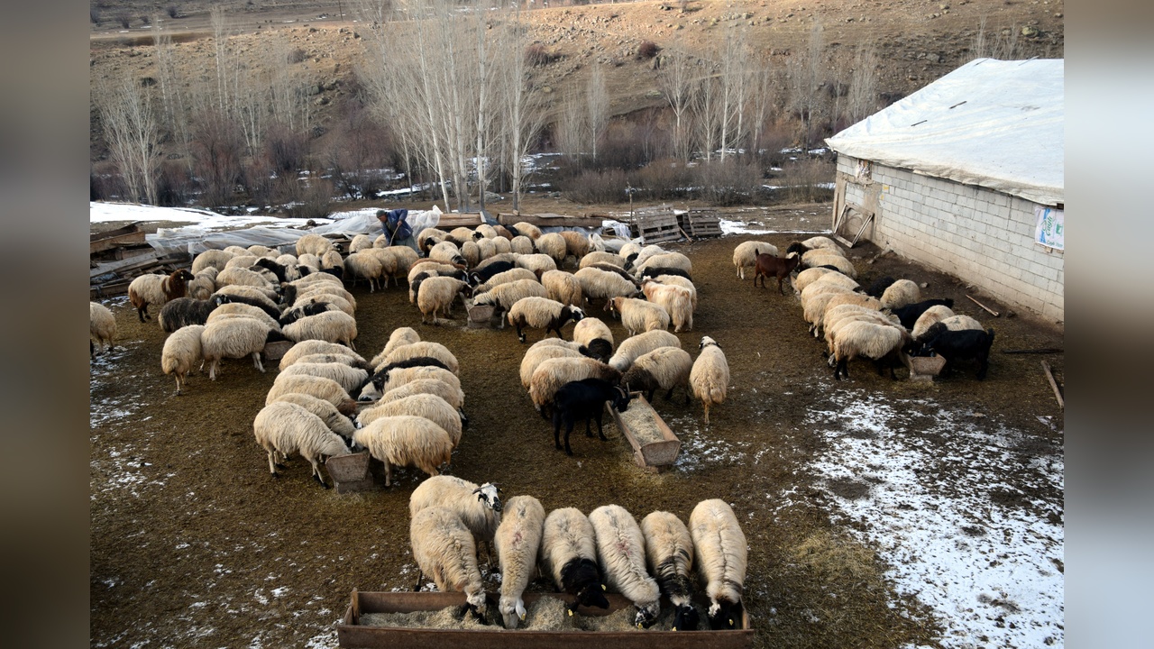 Köyüne Dönerek Koyun Sayısını Artırdı