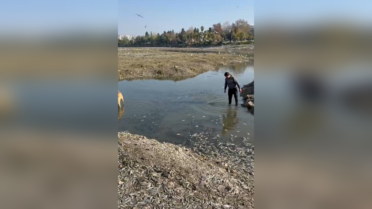 Seyhan Nehri'nde Balık Ölümleri: DSİ Müdahale Etti