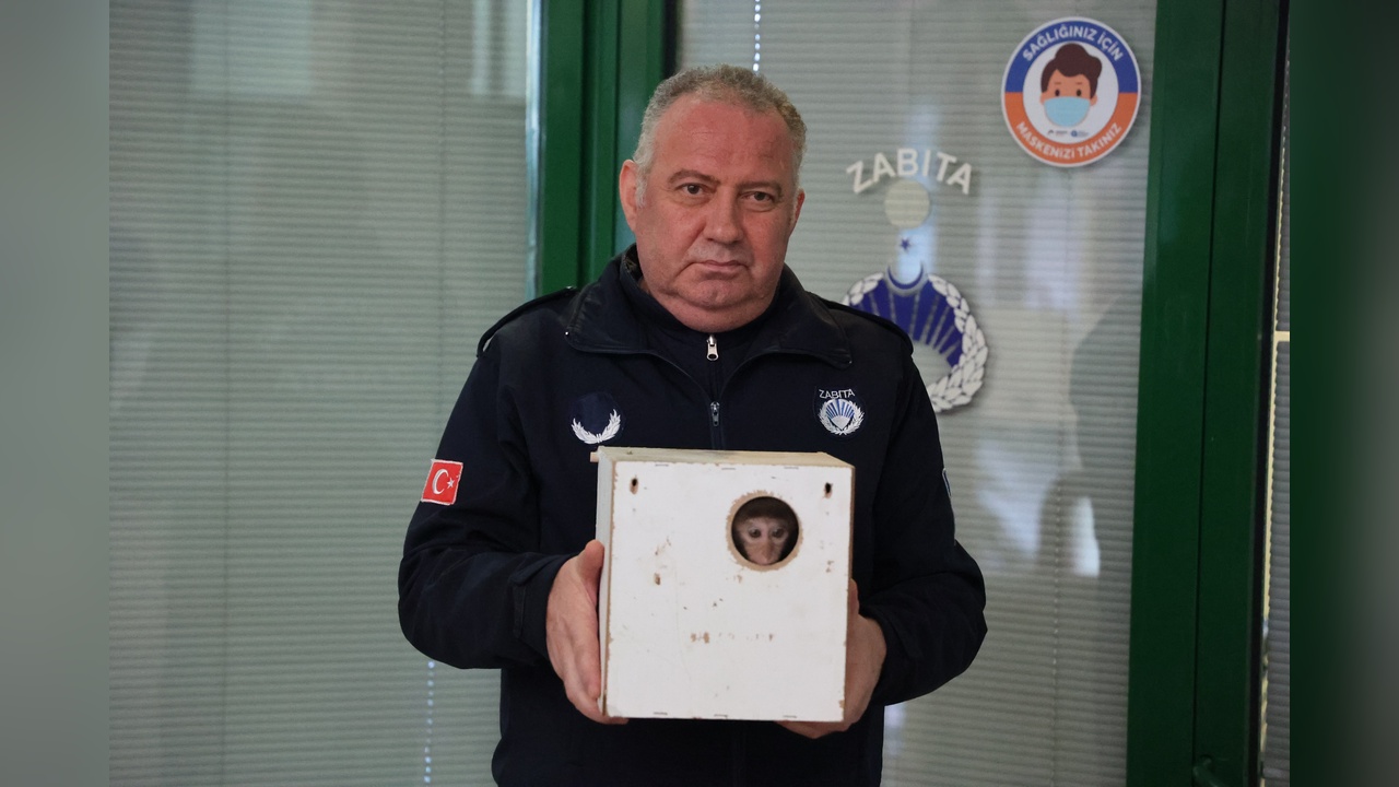 Yasaklı Maymun Kolide Bulundu