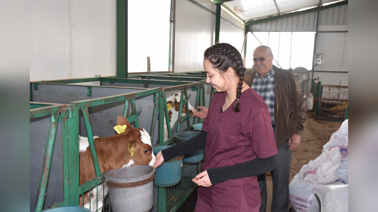 Çiftlikte Hayvancılık Faaliyetleri: Ayşegül ve Dedesi Birlikte Çalışıyor