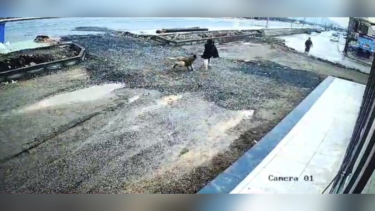 Kameralara Yansıyan Sokak Köpeği Saldırısı