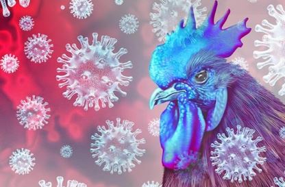 Kuş gribi alarmı: Virüs evcil hayvanlara da bulaştı