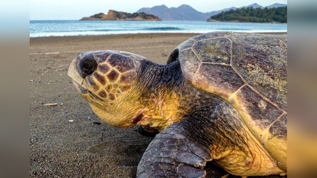 Muğla'da Deniz Kaplumbağalarına Müdahale Eden Ziyaretçilere Ceza Uygulanacak