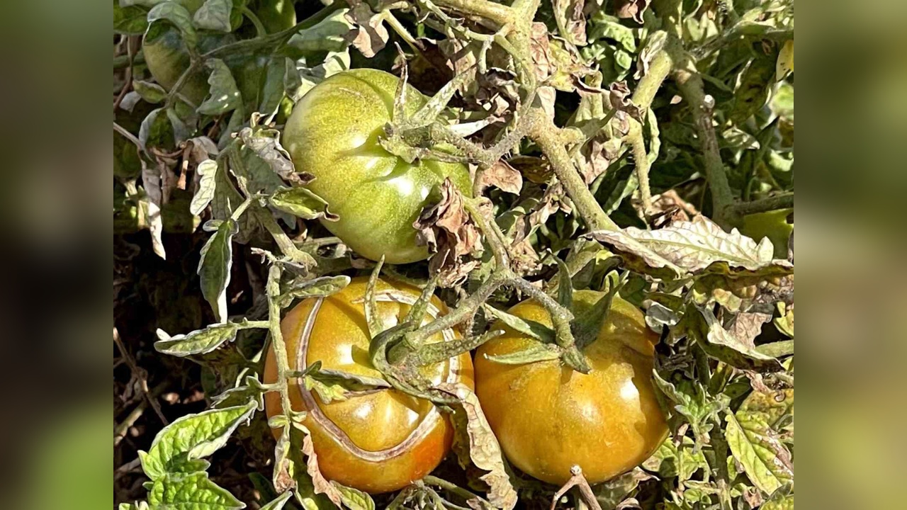 Bej Domatesler Koruma Altında